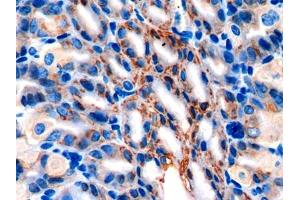 DAB staining on IHC-P; Samples: Mouse Stomach Tissue (AGR2 antibody  (AA 21-175))