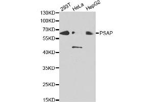 Western blot analysis of extracts of various cell lines, using PSAP antibody (ABIN5970922) at 1/1000 dilution. (Prosaposin antibody)