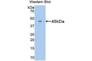 Western Blotting (WB) image for anti-Glutamine Synthetase (GLN1) (AA 1-373) antibody (ABIN1078070) (GLN1 antibody  (AA 1-373))