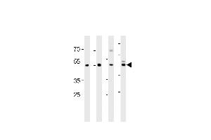 ENOA Antibody (N-term) (ABIN389406 and ABIN2839494) western blot analysis in ,mouse C2C12,mouse NIH/3T3 cell line and mouse brain tissue lysates (35 μg/lane). (ENO1 antibody  (N-Term))