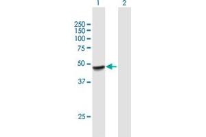 Western Blot analysis of PLEKHA1 expression in transfected 293T cell line by PLEKHA1 MaxPab polyclonal antibody.