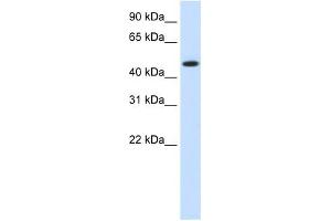 HSP90B1 antibody used at 1. (GRP94 antibody)