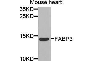 Western blot analysis of extracts of mouse heart, using FABP3 antibody (ABIN5973057) at 1/1000 dilution. (FABP3 antibody)