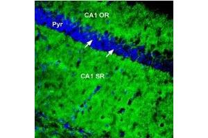 Expression of PMCA1 in mouse hippocampus - Immunohistochemical staining of perfusion-fixed frozen rat brain sections using Anti-PMCA1 Antibody (ABIN7042955, ABIN7044148 and ABIN7044149), (1:300), followed by goat anti-rabbit-AlexaFluor-488 antibody. (ATP2B1 antibody  (Intracellular))