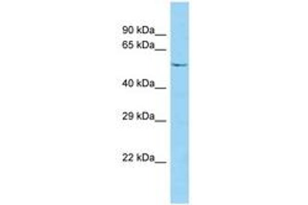 Syntaphilin antibody  (AA 108-157)