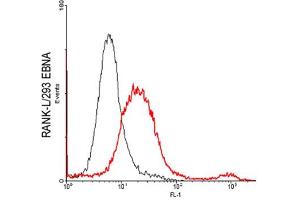 FACS: RANKL-transfected HEK 293 cells were stained significantly using anti-RANKL (human), pAb . (RANKL antibody)