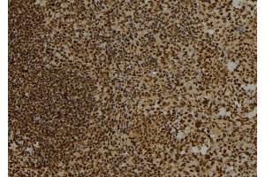 ABIN6276780 at 1/100 staining Mouse spleen tissue by IHC-P.