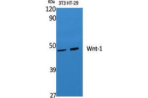Western Blot (WB) analysis of specific cells using Wnt-1 Polyclonal Antibody. (WNT1 antibody  (C-Term))