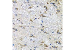 Immunohistochemistry of paraffin-embedded mouse spinal cord using BLZF1 antibody. (BLZF1 antibody  (AA 1-400))