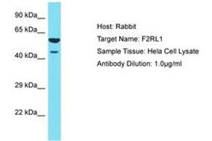 Image no. 1 for anti-Coagulation Factor II (thrombin) Receptor-Like 1 (F2RL1) (AA 260-309) antibody (ABIN6750435) (F2RL1 antibody  (AA 260-309))