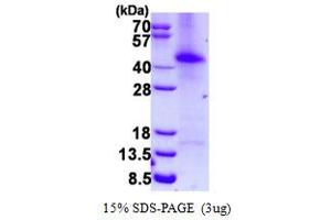 Image no. 1 for General Transcription Factor IIF, Polypeptide 2, 30kDa (GTF2F2) protein (His tag) (ABIN1098271)