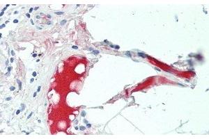 Detection of C4B in Human Small Intestine Tissue using Polyclonal Antibody to Complement C4-B (C4B) (C4B antibody  (AA 680-756))