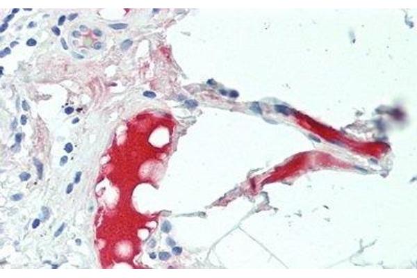 C4B antibody  (AA 680-756)