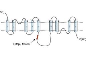 Representative domain view of the target of ABIN7043755.