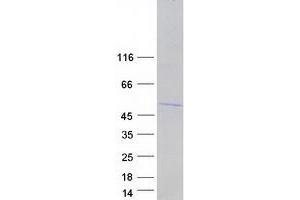 Western Blotting (WB) image for Heterogeneous Nuclear Ribonucleoprotein D (HNRNPD) (Transcript Variant 2) protein (Myc-DYKDDDDK Tag) (ABIN2722914)