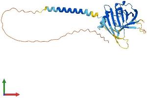 AlphaFold protein structure predicition of Human Recombinant ITM2C Protein, UniprotID Q9NQX7 (ITM2C Protein (AA 1-267) (His tag))
