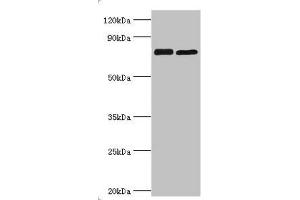 Western blot All lanes: Double-strand break repair protein MRE11A antibody at 8 μg/mL Lane 1: 293T whole cell lysate Lane 2: K562 whole cell lysate Secondary Goat polyclonal to rabbit IgG at 1/10000 dilution Predicted band size: 81, 78, 82 kDa Observed band size: 81 kDa (Mre11 antibody  (AA 1-205))