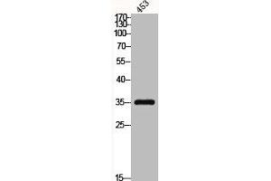 Western Blot analysis of 453 cells using C/EBP ε Polyclonal Antibody (CEBPE antibody)