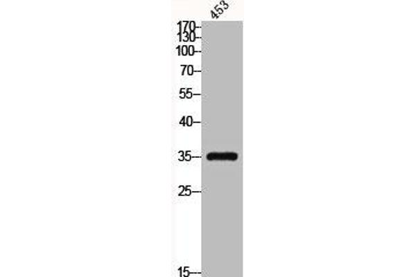 CEBPE antibody