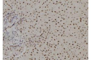 ABIN6265769 and ABIN6278757 at 1/100 staining Rat liver tissue by IHC-P. (THNSL1 antibody  (Internal Region))