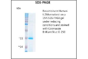 IL28A Protein