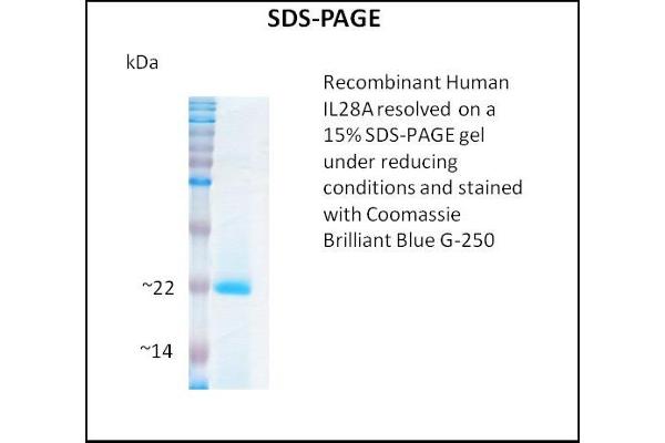 IL28A Protein