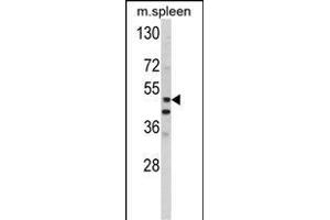 Western blot analysis of hP10- (ABIN390134 and ABIN2840638) in mouse spleen tissue lysates (35 μg/lane). (MMP10 antibody  (C-Term))