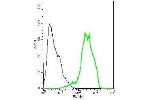 Human HeLA cells probed with Rabbit Anti-ENPP3/CD203c Polyclonal Antibody, Unconjugated . (ENPP3 antibody  (AA 40-140))