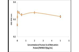 Activity Assay (AcA) image for Tumor Necrosis Factor Receptor Superfamily, Member 17 (TNFRSF17) (Active) protein (ABIN5509467) (BCMA Protein)