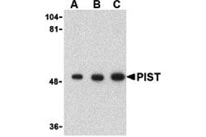 Western Blotting (WB) image for anti-Golgi-Associated PDZ and Coiled-Coil Motif Containing (GOPC) (C-Term) antibody (ABIN1030588) (GOPC antibody  (C-Term))