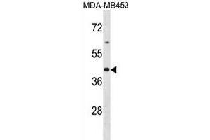 OR2B6 Antibody (C-term) (ABIN1881601 and ABIN2839087) western blot analysis in MDA-M cell line lysates (35 μg/lane). (OR2B6 antibody  (C-Term))