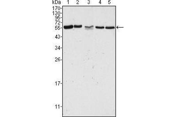 PAK2 antibody