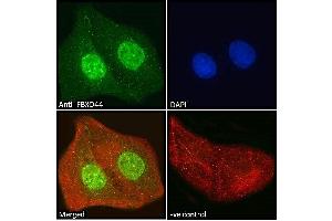 ABIN185065 Immunofluorescence analysis of paraformaldehyde fixed U2OS cells, permeabilized with 0. (FBXO44 antibody  (C-Term))