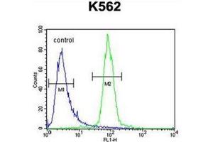 Flow cytometric analysis of K562 cells using hCG_2024410 Antibody (C-term) Cat. (hCG_2024410 (AA 187-215), (C-Term) antibody)