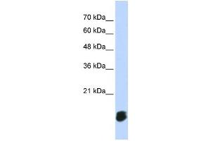 Western Blotting (WB) image for anti-Glutaredoxin 5 (GLRX5) antibody (ABIN2459985)