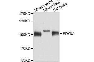 Western blot analysis of extracts of various cell lines, using PIWIL1 antibody (ABIN5971177) at 1/1000 dilution. (PIWIL1 antibody)
