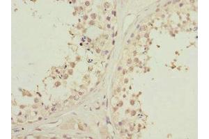 Immunohistochemistry of paraffin-embedded human testis tissue using ABIN7163172 at dilution of 1:100 (PIK3R3 antibody  (Regulatory Subunit Gamma))