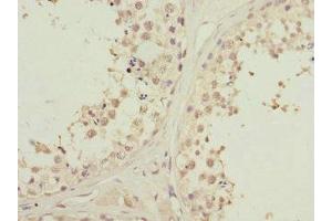 Immunohistochemistry of paraffin-embedded human testis tissue using ABIN7163172 at dilution of 1:100 (PIK3R3 antibody  (Regulatory Subunit Gamma))