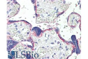 ABIN570835 (10µg/ml) staining of paraffin embedded Human Placenta. (BOD1 antibody  (Internal Region))