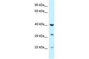 Image no. 1 for anti-Galactokinase 1 (GALK1) (AA 219-268) antibody (ABIN6747604) (GALK1 antibody  (AA 219-268))