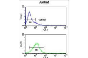 Flow cytometry analysis of Jurkat cells (bottom histogram) compared to a negative control cell (top histogram). (Myosin IA antibody  (AA 276-304))