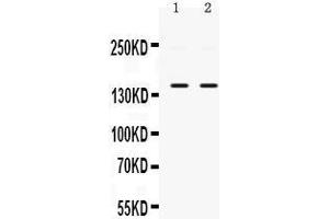 Observed bind size: 150KD (PPP1R12A antibody  (N-Term))