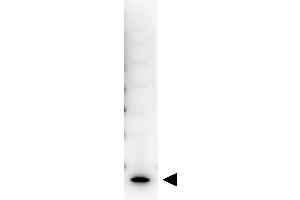 Western Blot showing detection of Human IL-7. (IL-7 antibody  (Biotin))