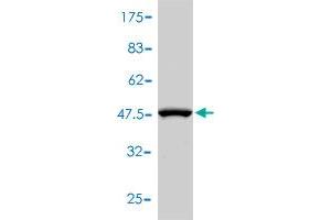 Western Blot detection against Immunogen (44. (CD48 antibody  (AA 1-169))