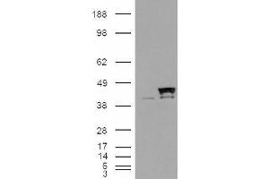 Western Blotting (WB) image for anti-Peptidylprolyl Isomerase D (PPID) antibody (ABIN5893057) (PPID antibody)