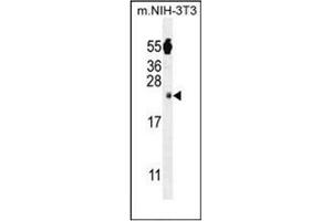 Western blot analysis of FAM96A Antibody (C-term) in mouse NIH-3T3 cell line lysates (35ug/lane). (FAM96A antibody  (C-Term))