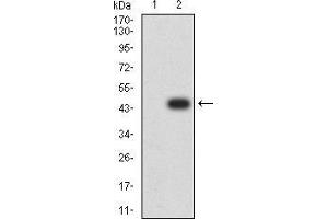 Western blot analysis using CDC37 mAb against HEK293 (1) and CDC37 (AA: 241-378)-hIgGFc transfected HEK293 (2) cell lysate.