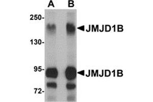 Western Blotting (WB) image for anti-Lysine (K)-Specific Demethylase 3B (KDM3B) (Middle Region) antibody (ABIN1030967) (KDM3B antibody  (Middle Region))