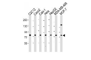 All lanes : Anti-L Antibody (N-Term) at 1:2000 dilution Lane 1: C2C12 whole cell lysate Lane 2: Caco2 whole cell lysate Lane 3: Caki-1 whole cell lysate Lane 4: Hela whole cell lysate Lane 5: HepG2 whole cell lysate Lane 6: MDA-MB-468 whole cell lysate Lane 7: MCF-7 whole cell lysate Lysates/proteins at 20 μg per lane. (LPP antibody  (AA 32-66))