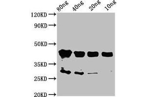 Western Blot Positive WB detected in Recombinant protein All lanes: olig2 antibody at 2 μg/mL Secondary Goat polyclonal to rabbit IgG at 1/50000 dilution Predicted band size: 44 kDa Observed band size: 44 kDa (OLIG2 antibody  (AA 150-273))
